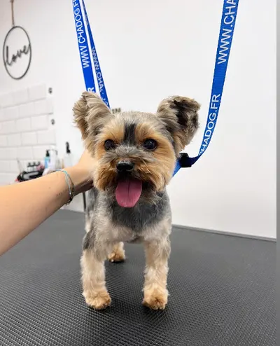 PSIJEMNE SPA Pielęgnacja psów i kotów Groomer Psi Fryzjer